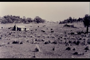 David Brayshaw's Hut before the resumption to the National Park - As the title suggests this is when Henry Curtis had it shows the woolshed on the right