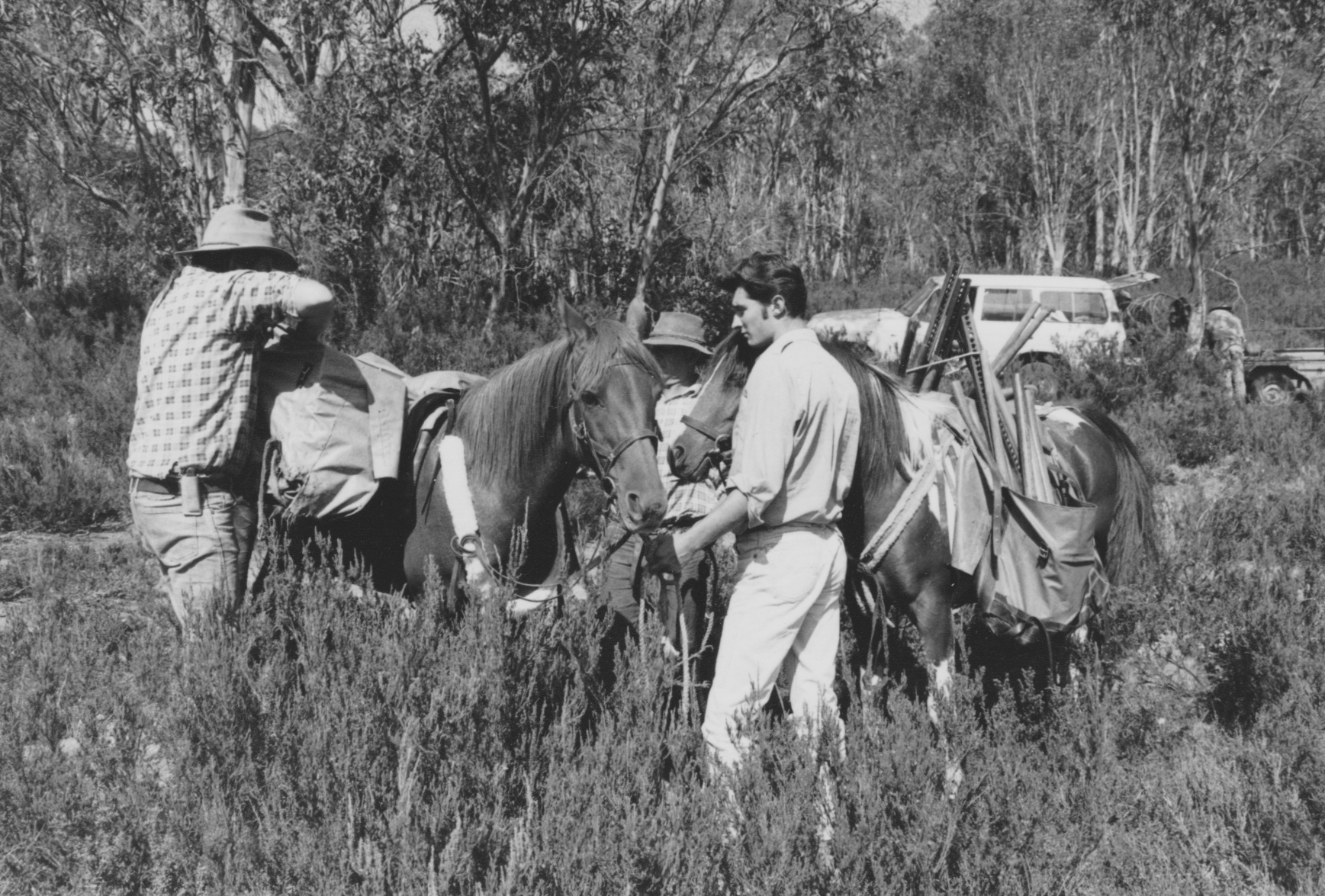 Packing the horses for a Pretty Plain Hut workparty