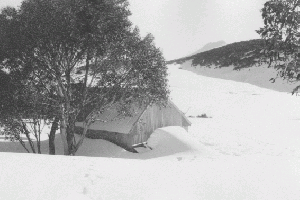  Grey Mare snow 1970 Reet Vallack Collection