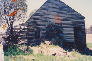 Poor old Cooinbil after the Black Sally fell on it, photo G. Scully 1988