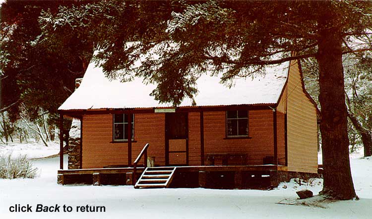 Daffodil cottage in snow