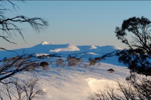 Jagungal from Mawsons - Courtesy Jerry Nockles, 2009