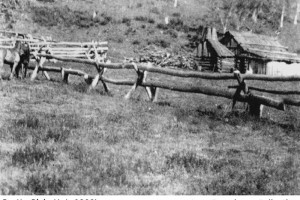 Pretty Plain Hut with bark roof and horse yards, 1900's