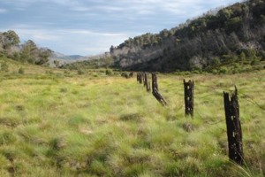 The fenceline