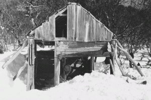 Teddys Hut in poor condition. Year unknown