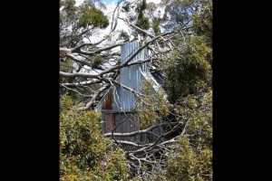 A tree falls on the hut - &#169; Jane Wheaton, December 2010