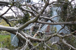 A tree falls on the hut - &#169; Jane Wheaton, December 2010