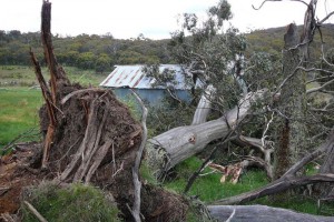 A tree falls on the hut - &#169; Jane Wheaton, December 2010