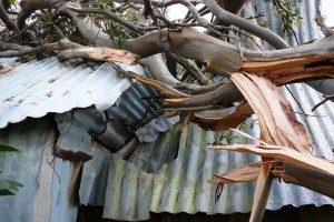 A tree falls on the hut - &#169; Jane Wheaton, December 2010