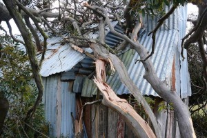 A tree falls on the hut - &#169; Jane Wheaton, December 2010