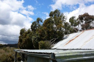 A tree falls on the hut - &#169; Jane Wheaton, December 2010