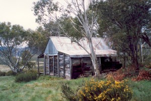 View of Wheelers in the trees. Unknown 1991?